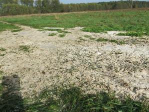 Skażenia środowiska przez fermę norek amerykańskich w Radachowie. Rutkowski w Gorzowie!