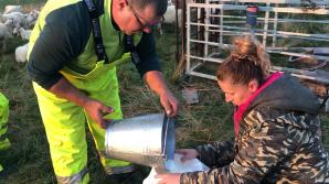 [VIDEO] PATRIOT24 REKOMENDUJE WYPOCZYNEK: Doimy owce i robimy góralskie sery w Dolinie Chochołowskiej! 