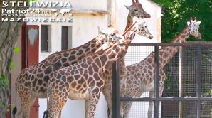 [VIDEO] Problemy finansowe i braki kadrowe uderzają w warszawskie zoo. Konieczne wstrzymanie inwestycji i ograniczanie liczby zwierząt