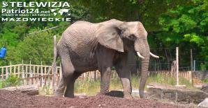 [VIDEO] Problemy finansowe i braki kadrowe uderzają w warszawskie zoo. Konieczne wstrzymanie inwestycji i ograniczanie liczby zwierząt