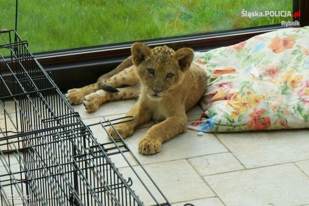 [VIDEO] Dwa młode lwy trafiły pod fachową opiekę