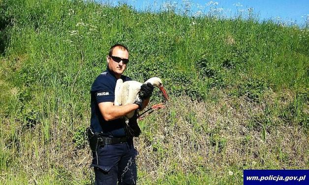 Policjanci pomogli rannemu bocianowi
